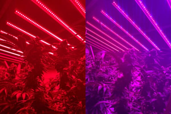 GO-1500PRO - Commercial Led Lights - 1450 Watt - Image 4