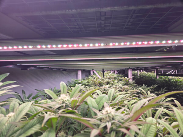 GO-1500PRO - Commercial Led Lights - 1450 Watt - Image 6