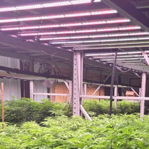 Commercial Indoor Grow