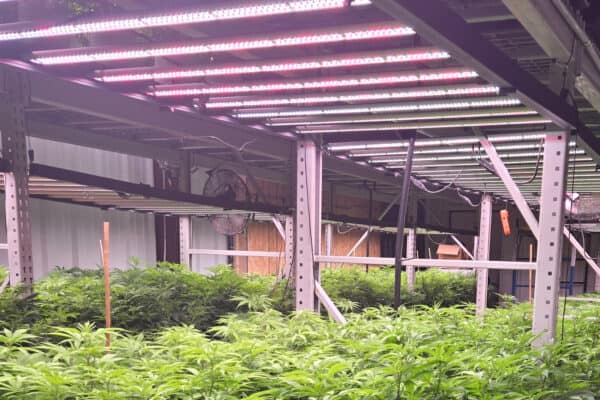 Commercial Indoor Grow